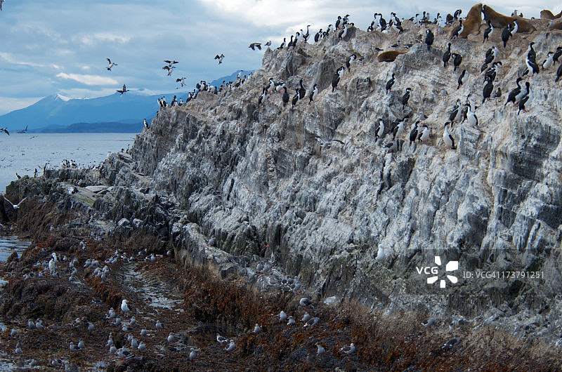 鸬鹚、海鸥和海狮图片素材