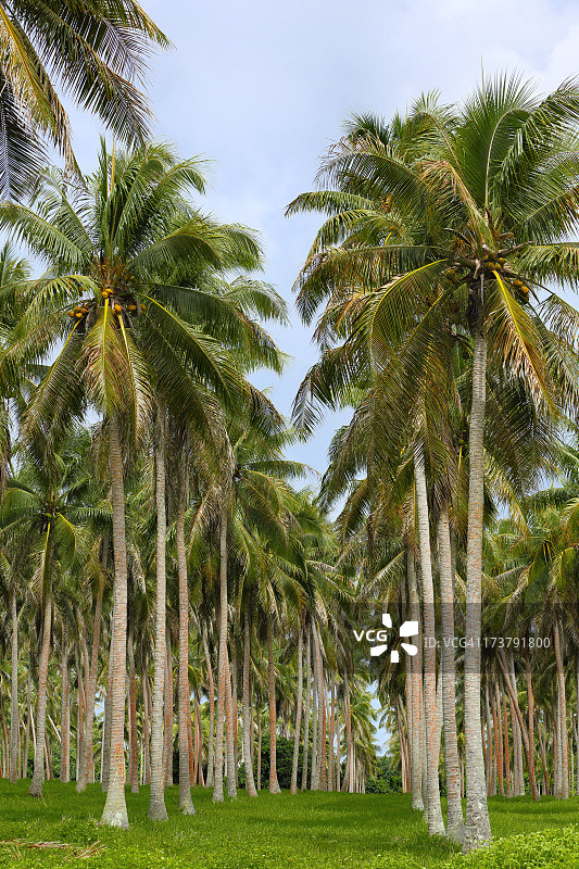 埃法特岛的椰子树种植园图片素材