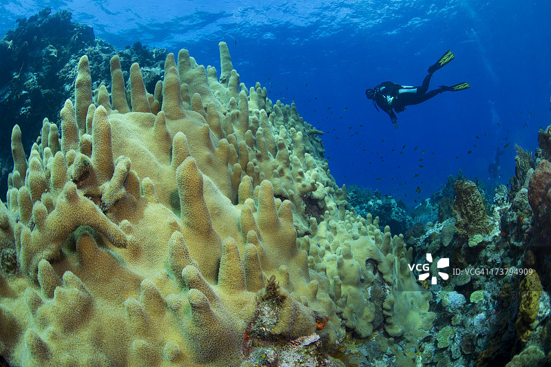 柱珊瑚图片素材