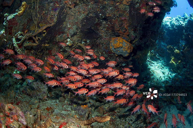 黑带金鳞鱼图片素材