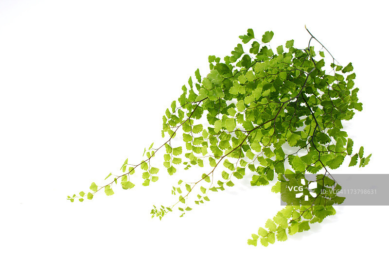 干净的绿色蕨类植物图片素材