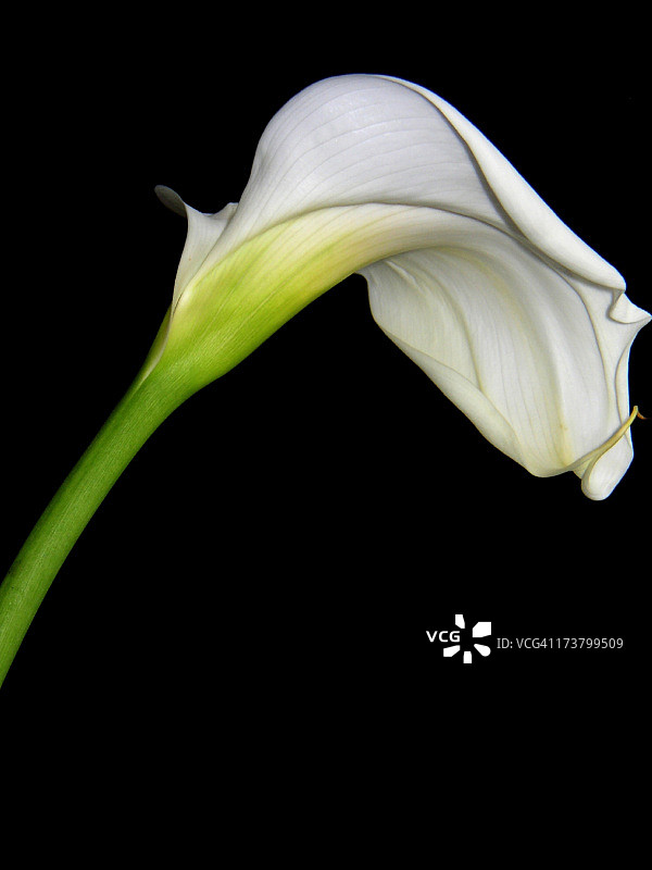 彩色漩涡马蹄莲图片素材