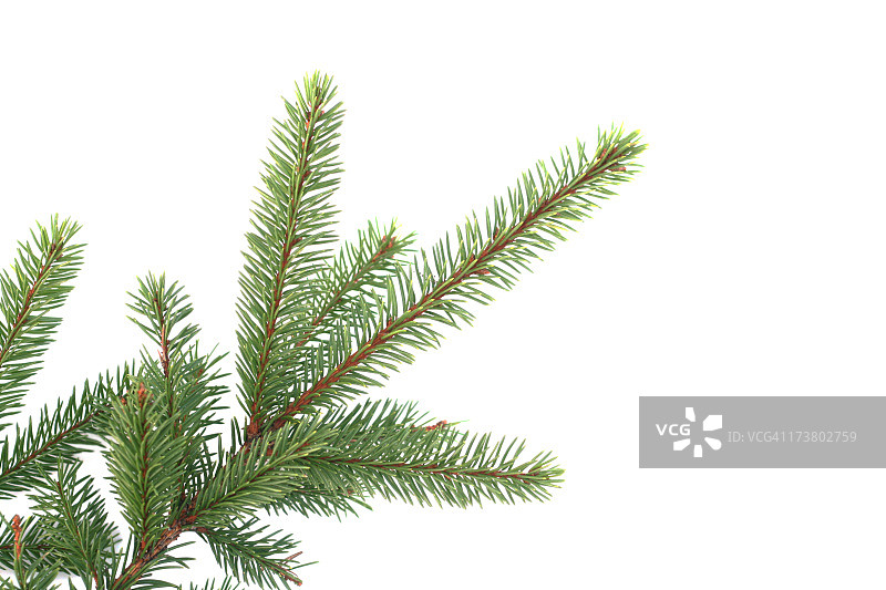 杉树枝图片素材