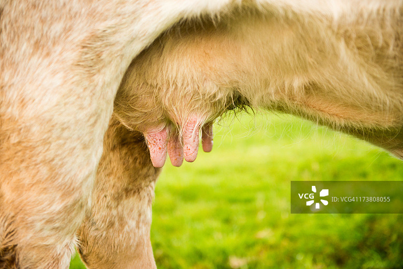 Udder There图片素材