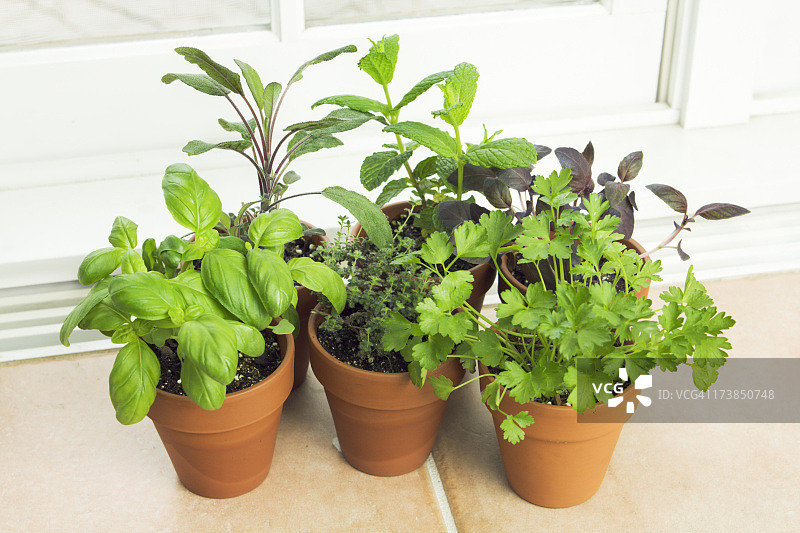 窗台盆栽香草园图片素材