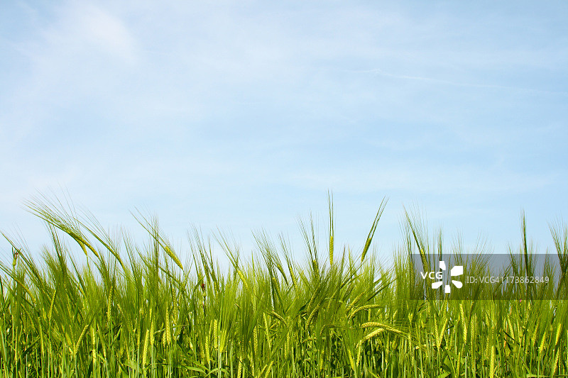 蓝天绿地背景素材图片素材