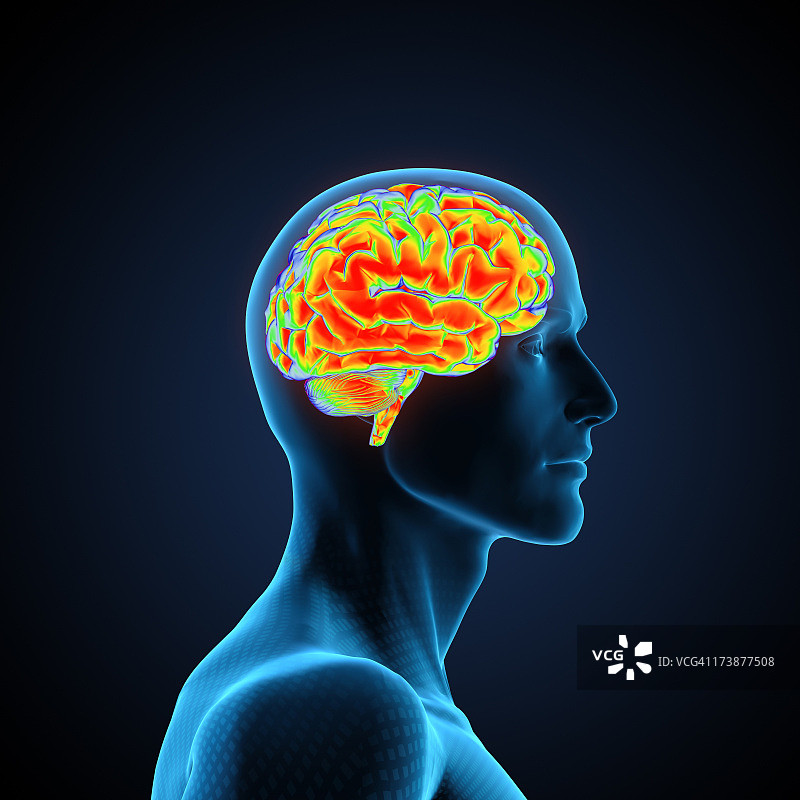 人类的大脑图片素材