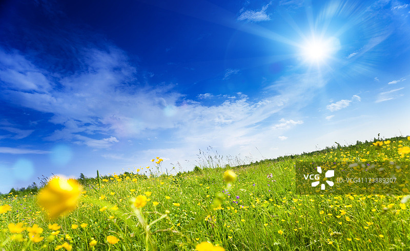 蓝天下的夏日田野图片素材