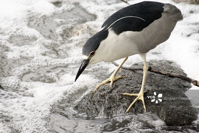 夜鹭捕鱼图片素材