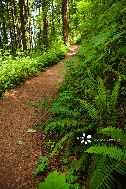维护穿过森林的道路图片素材