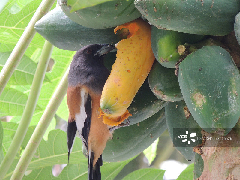 棕腹树鹊图片素材
