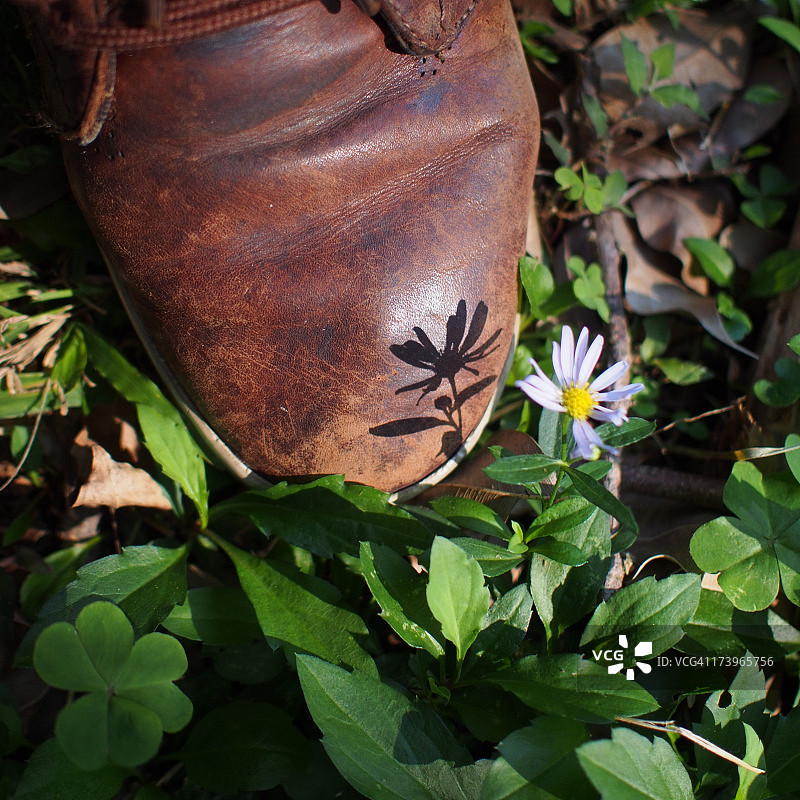 小花朵图片素材