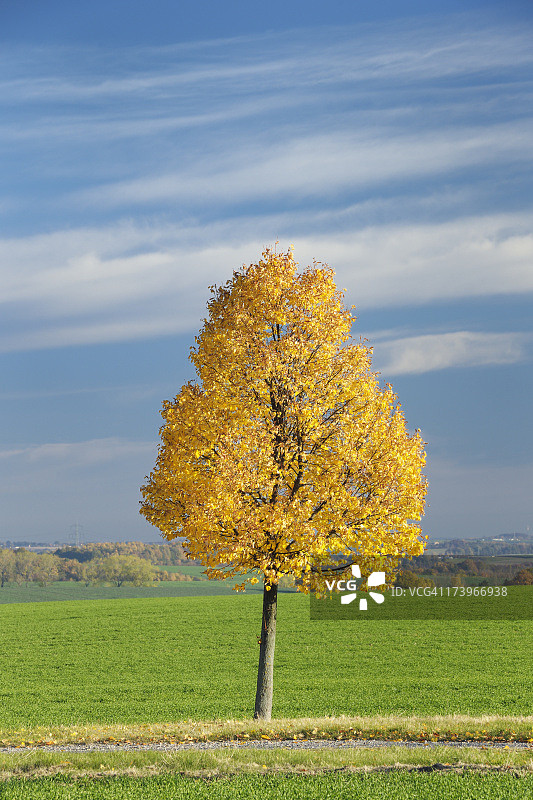 秋季椴树图片素材