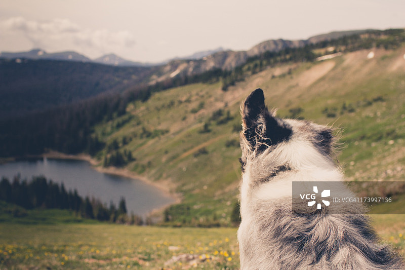 狗在高山湖泊的视角图片素材