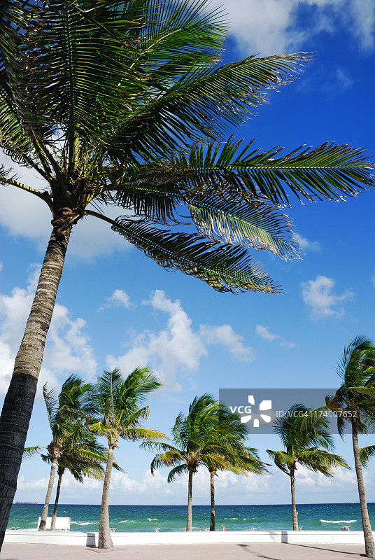 劳德代尔堡棕榈滩图片素材