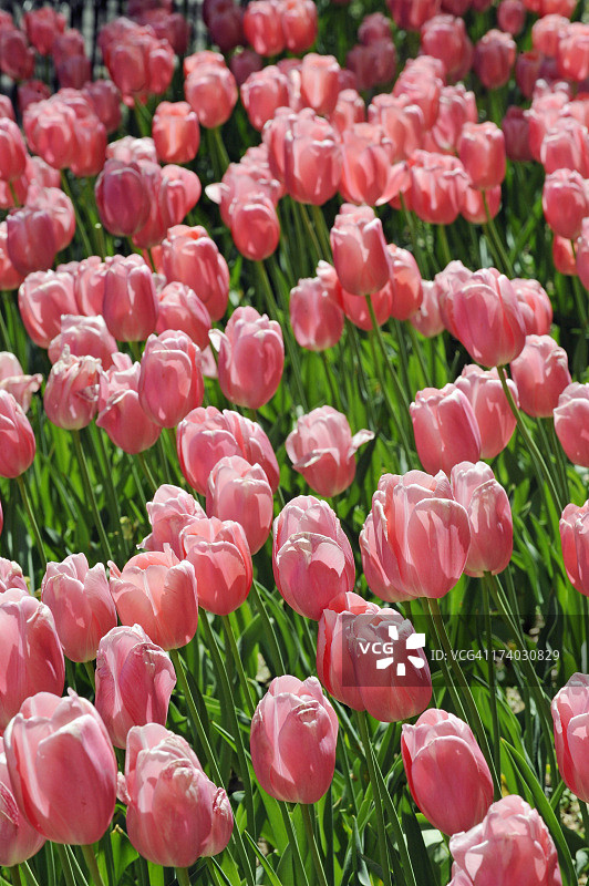 玫瑰色郁金香田图片素材