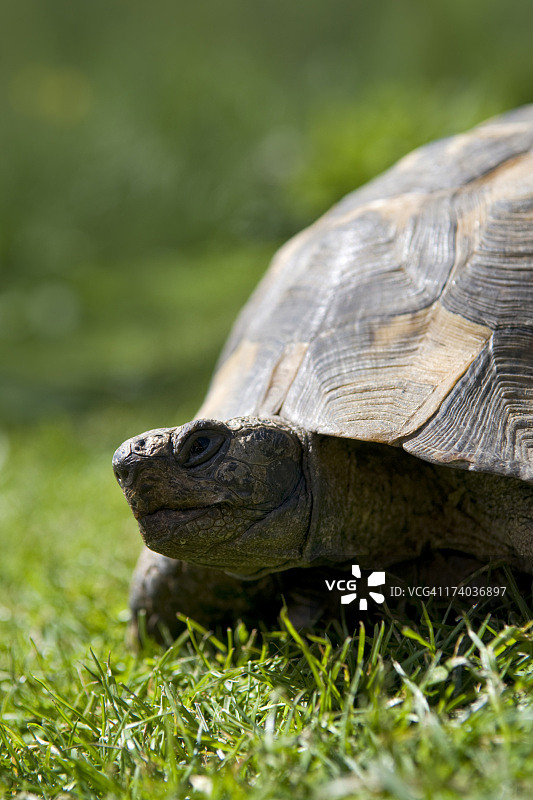 成年宠物乌龟在花园里图片素材
