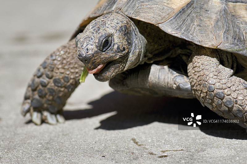 花园里的成年宠物龟图片素材