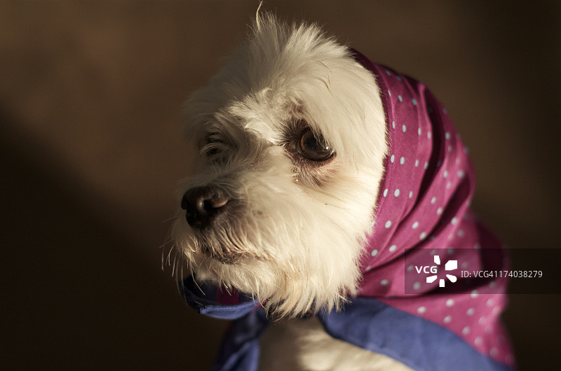 老年犬图片素材