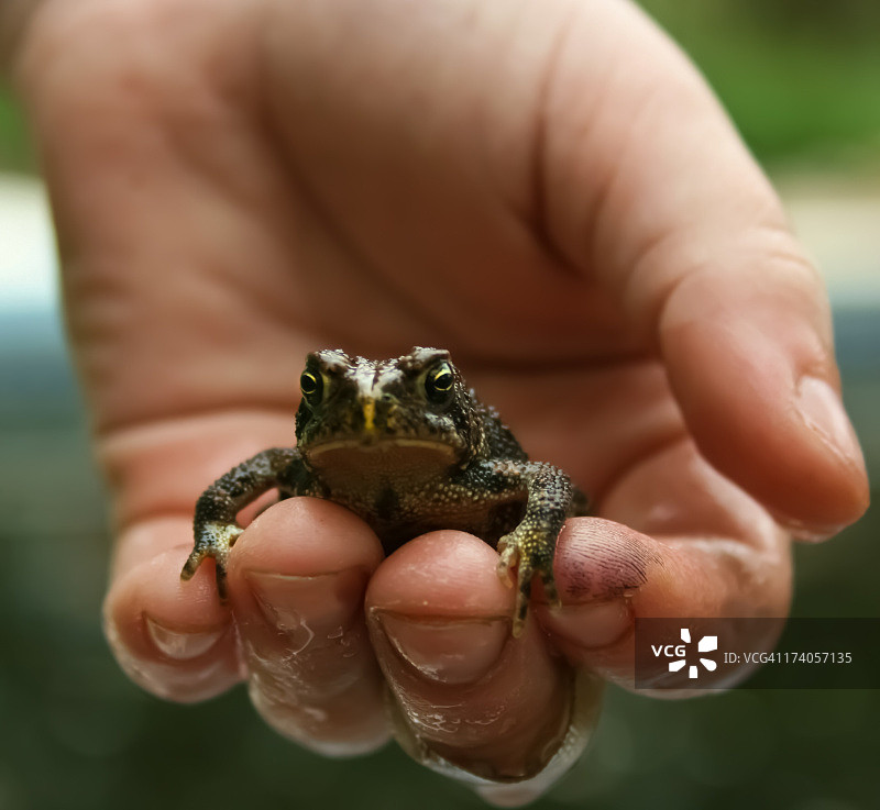 男孩手拿蟾蜍图片素材