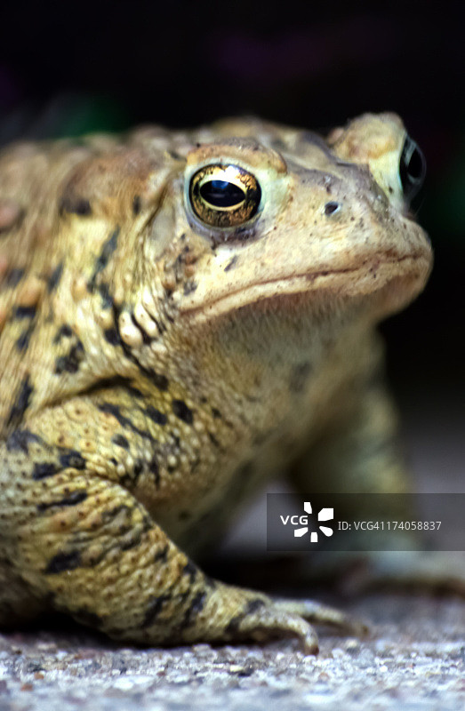 肥胖的蟾蜍图片素材
