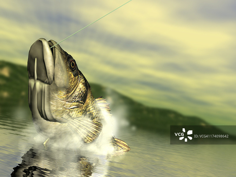 鲈鱼垂钓图片素材