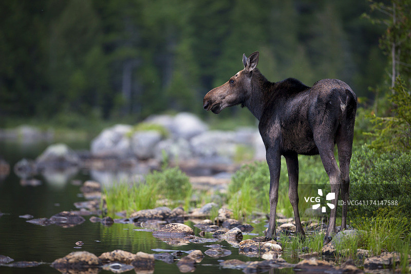 驼鹿在岩石浅湖上窥视图片素材