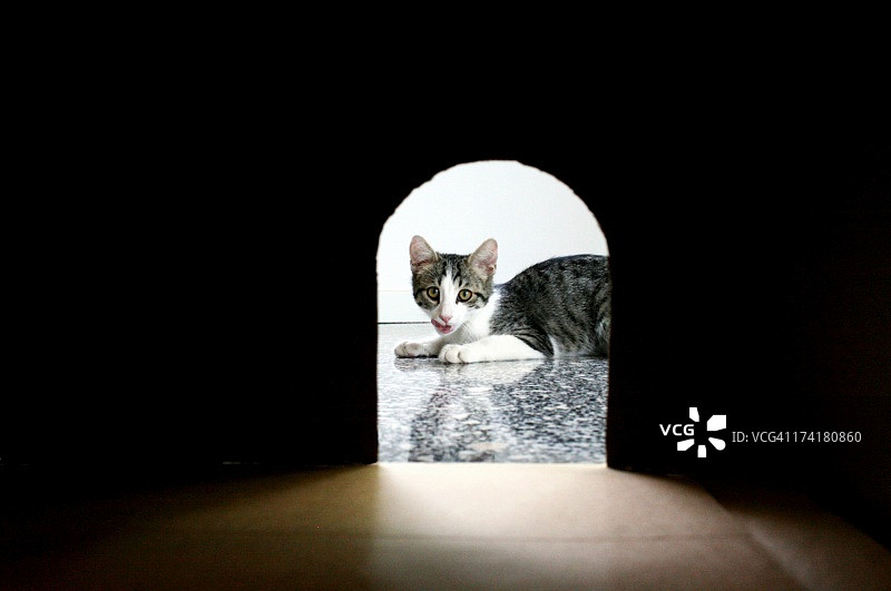 猫从老鼠洞里向外看图片素材