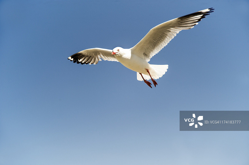 蓝天下飞翔的银鸥图片素材