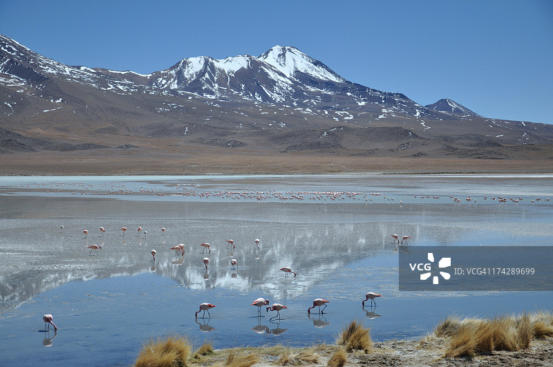 火烈鸟映衬下的湖中山脉图片素材