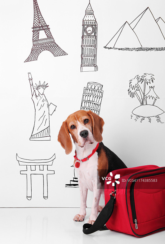 狗狗旅行图片素材