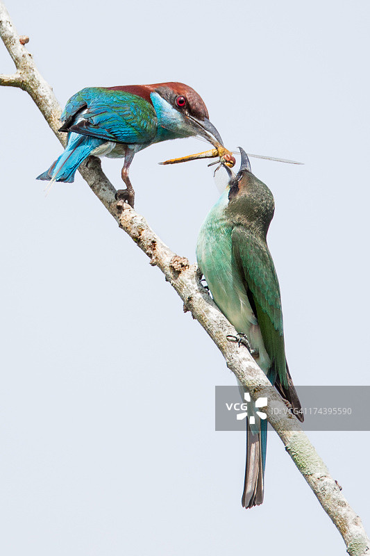 蓝喉蜂虎图片素材