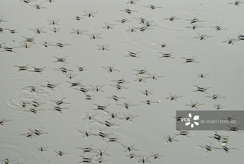 水黾图片素材