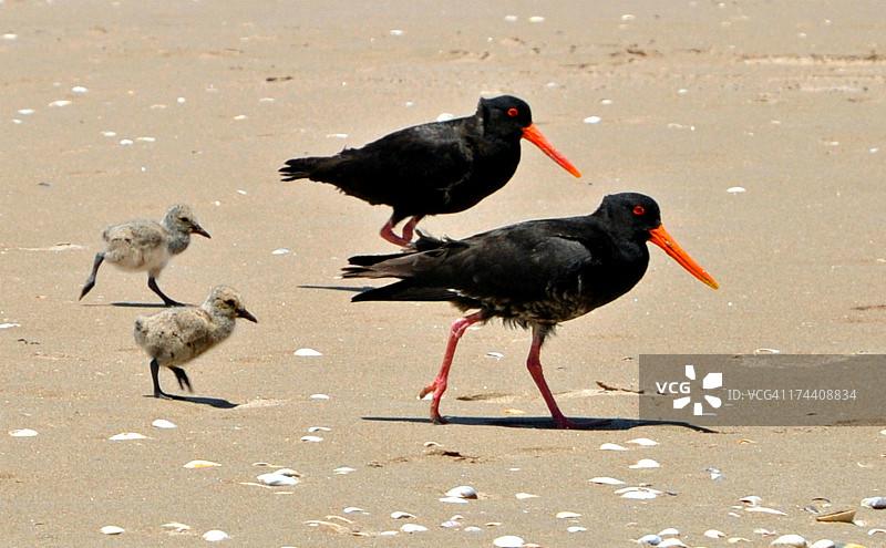 蛎鹬一家图片素材
