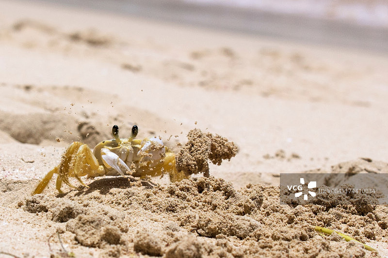 多米尼加共和国萨马纳拉斯特雷纳斯幽灵蟹图片素材
