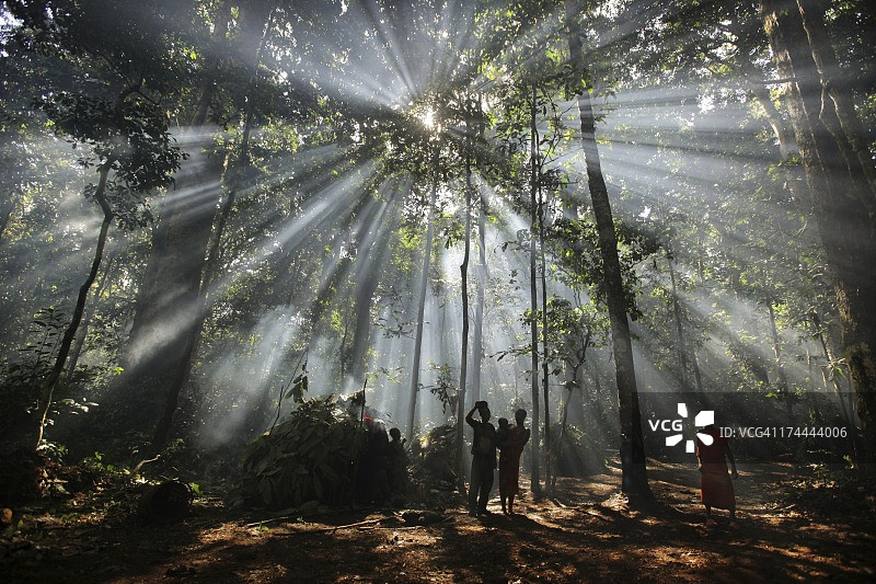 阳光穿透丛林树木图片素材