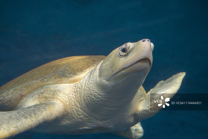 肯普氏海龟图片素材