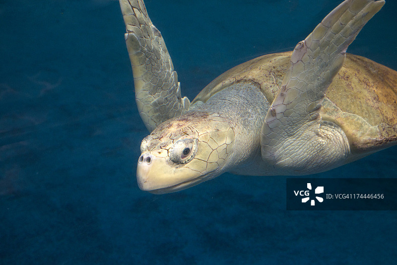 肯普氏海龟图片素材