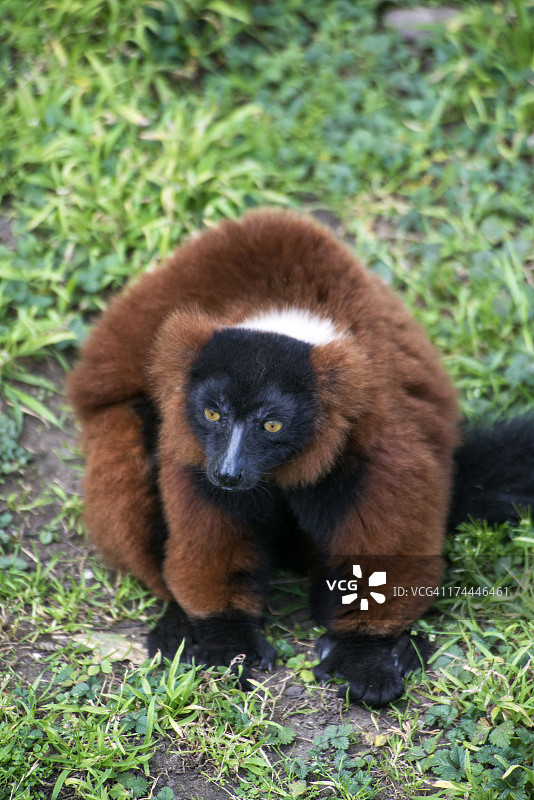 红色领狐猴图片素材