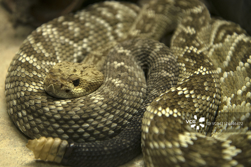 东方菱背响尾蛇图片素材