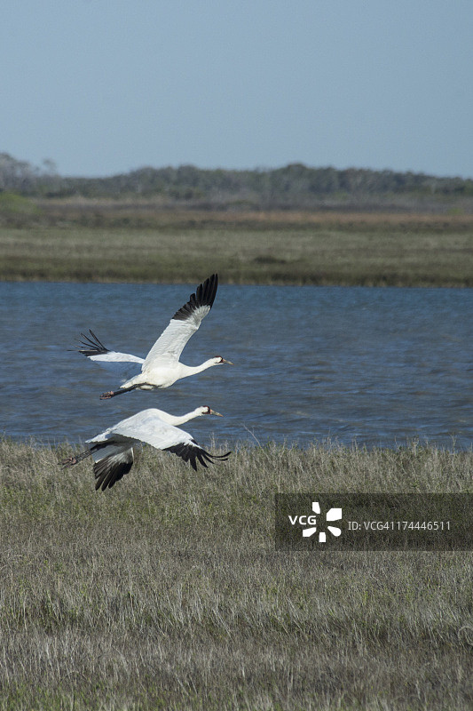 美洲鹤起飞图片素材