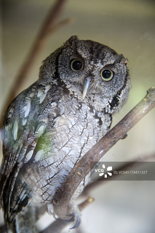 西部角鸮图片素材