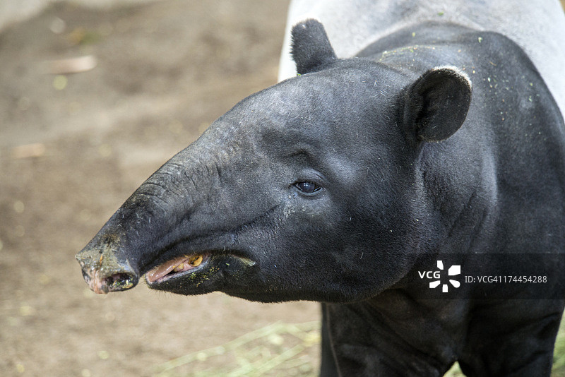 马来貘图片素材