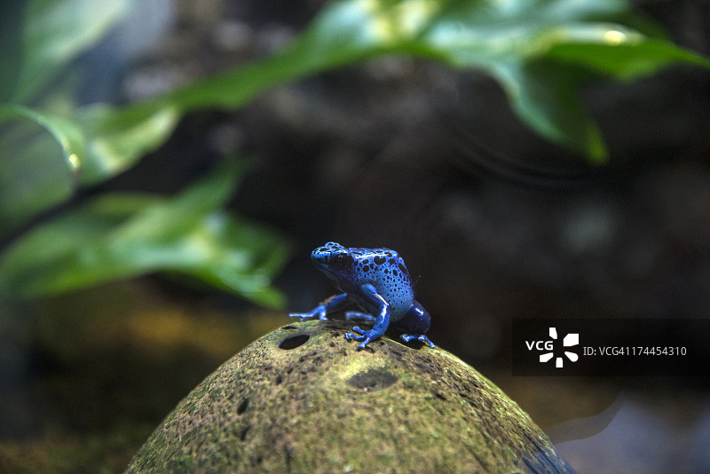 蓝色箭毒蛙图片素材