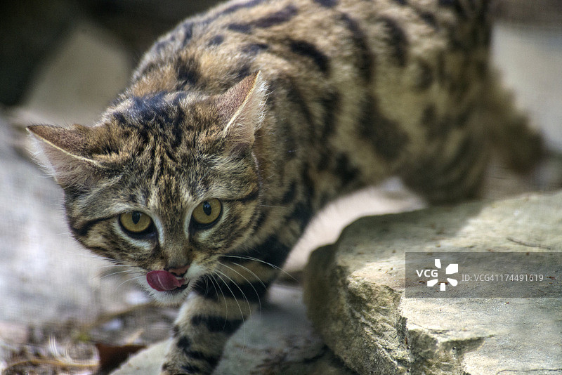 黑足猫图片素材