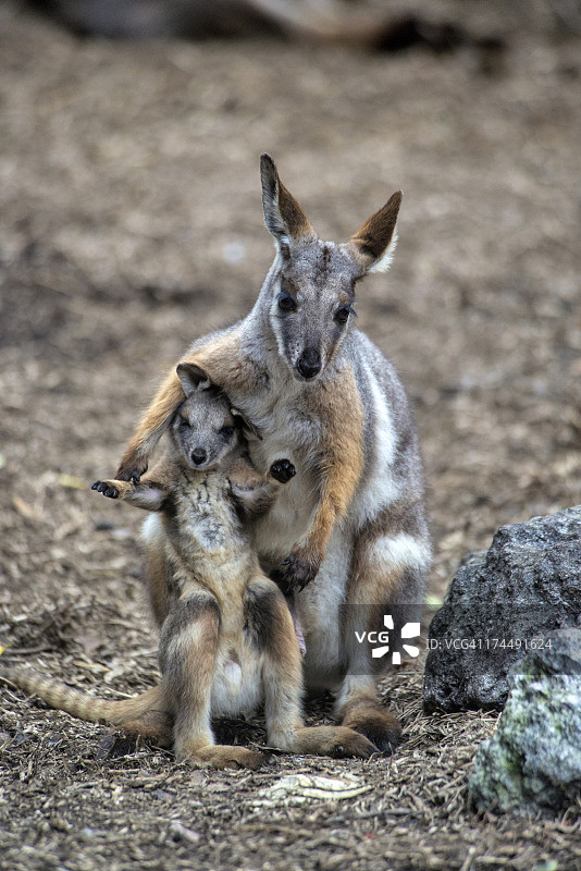 黄足岩袋鼠母子图片素材