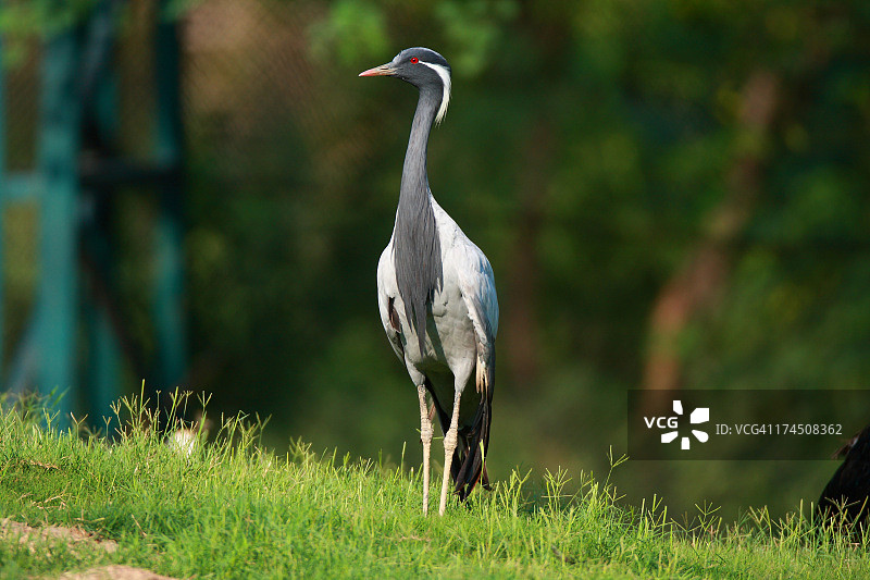 蓑羽鹤图片素材