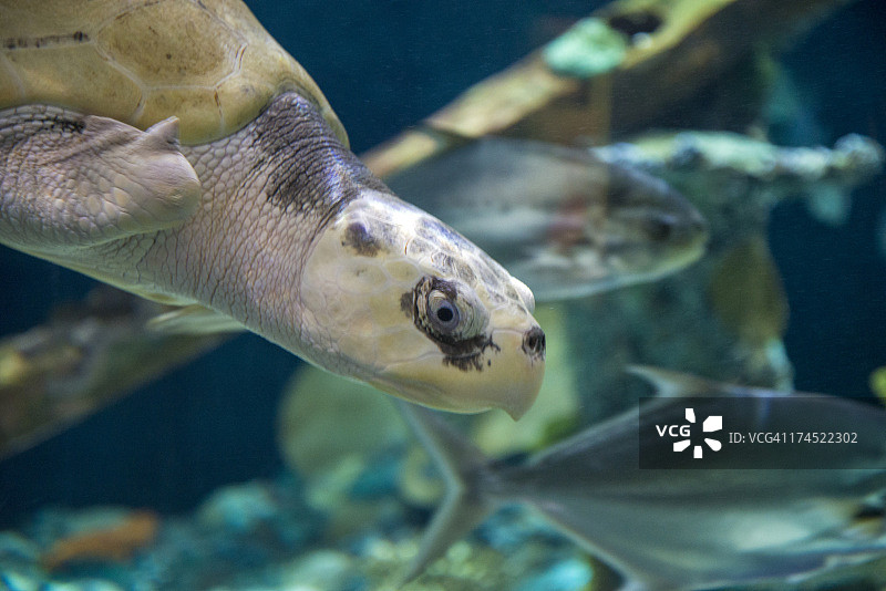 肯普氏丽龟图片素材