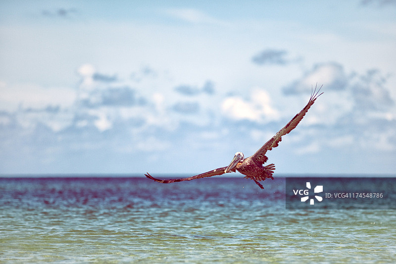 飞越墨西哥湾的棕色鹈鹕图片素材