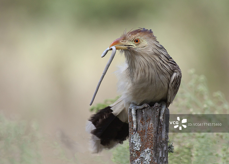 圭拉杜鹃与蛇图片素材
